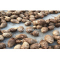 Vente de taro frais de conservation